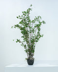 Load image into Gallery viewer, LONGJIN Artificial Rubber Tree 183 cm - 17
