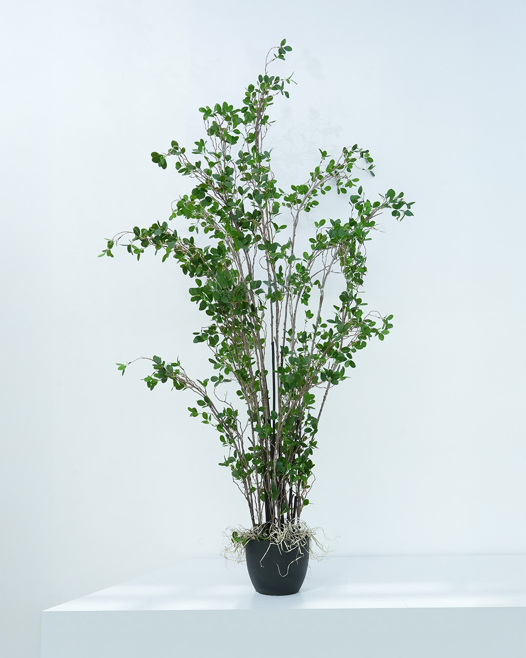 LONGJIN Artificial Rubber Tree 183 cm - 17