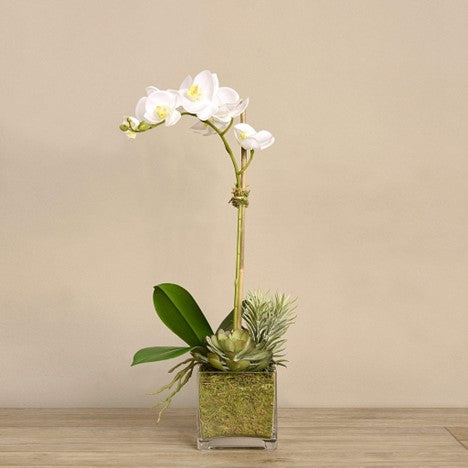 BLOOMR Orchid & Succulent Artificial Flower