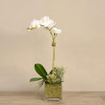 Load image into Gallery viewer, BLOOMR Orchid & Succulent Artificial Flower
